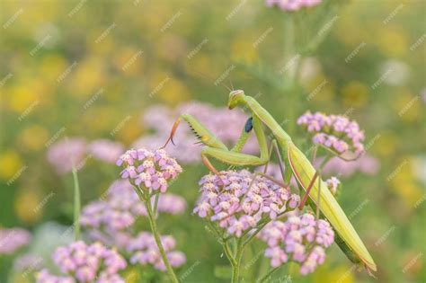 Mante religieuse (Mantis religiosa), de la ponte à l ...